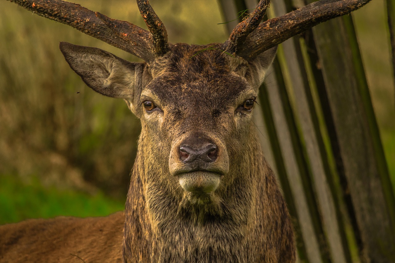 deer-952744_1280.jpg